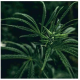 Piacenza Natural Hemp Fibre Mattress Pad And Duvets